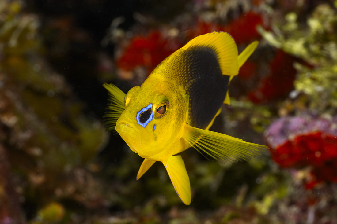 Shy hamlet (Hypoplectrus guttavarius) 