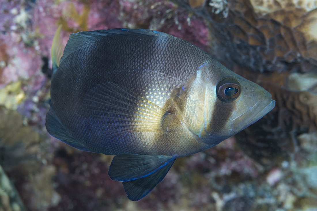Hydrid Hamlet likely a mix between a Barred Hamlet (Hypoplectrus puella) and Black Hamlet (Hypoplectrus nigricans).