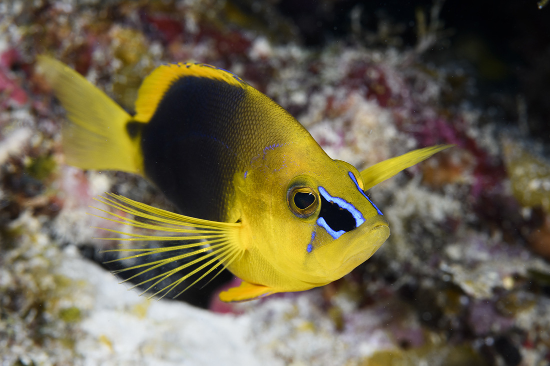 Shy Hamlet (Hypoplectrus guttavarius)