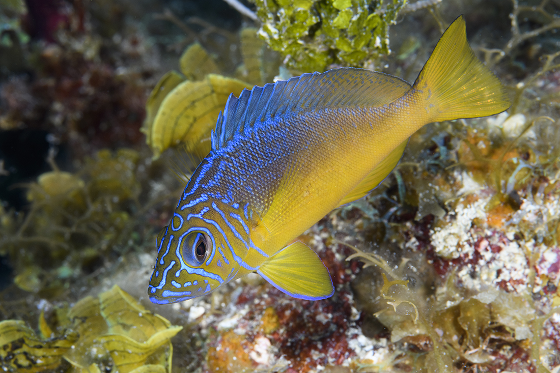 Yellowbelly Hamlet (Hypoplectrus aberrans)