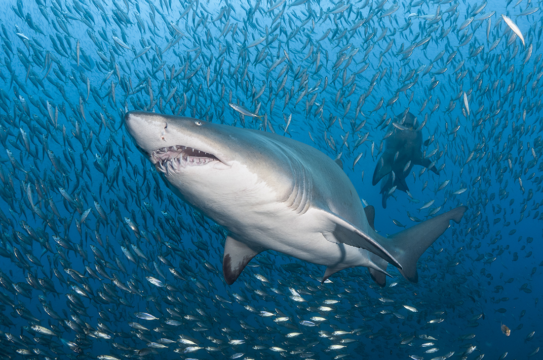 Sand tiger shark swimming through a cloud of tiny baitfish.