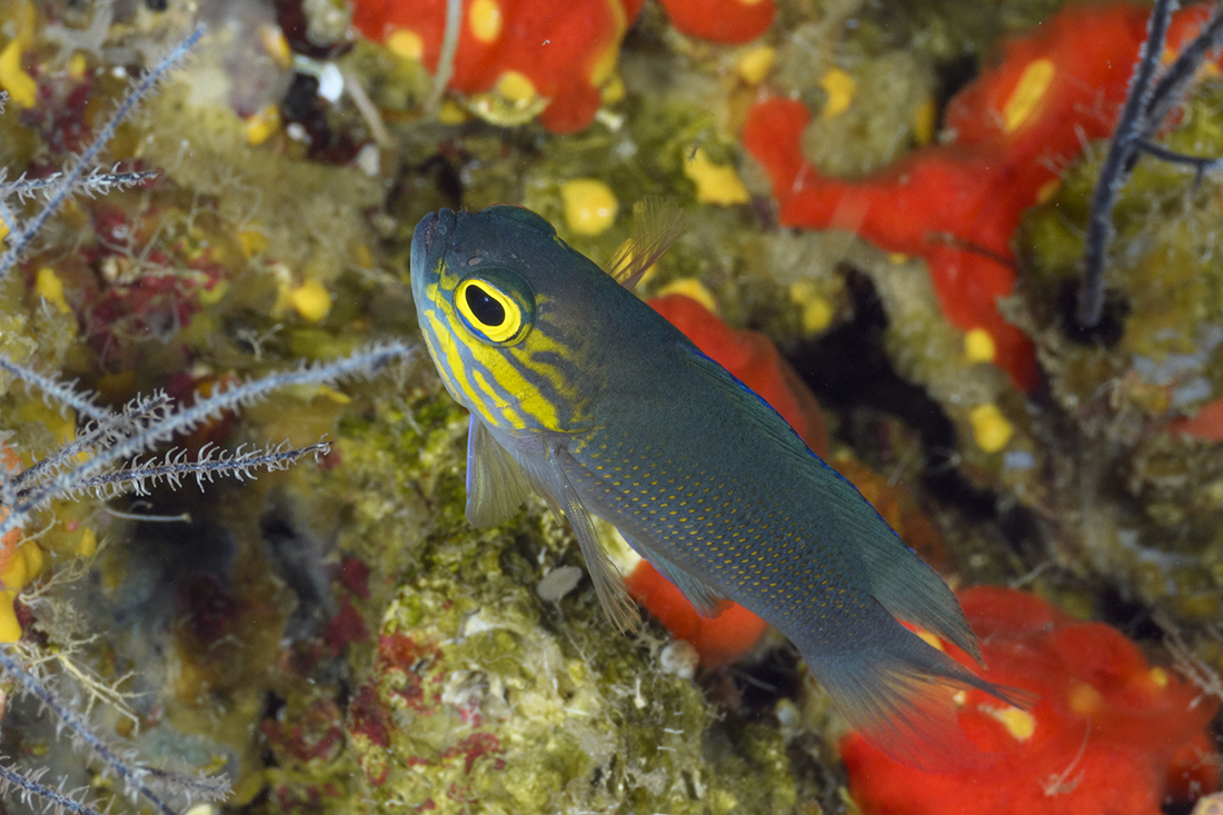 Yellowcheek basslet (Gramma linki)