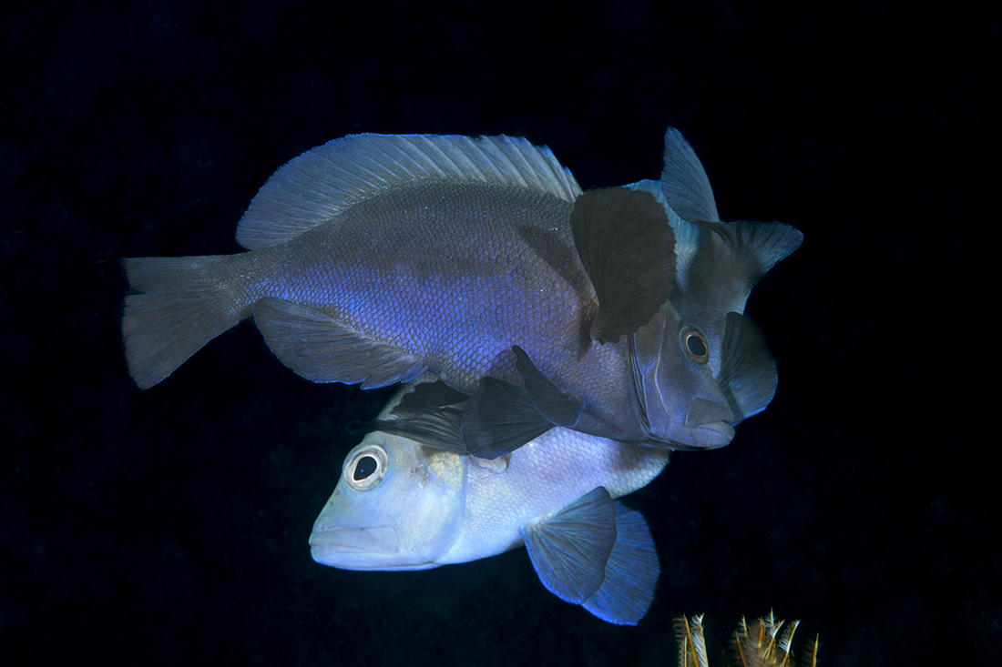 Spawning pair of Black Hamlets (Hypoplectrus nigricans)