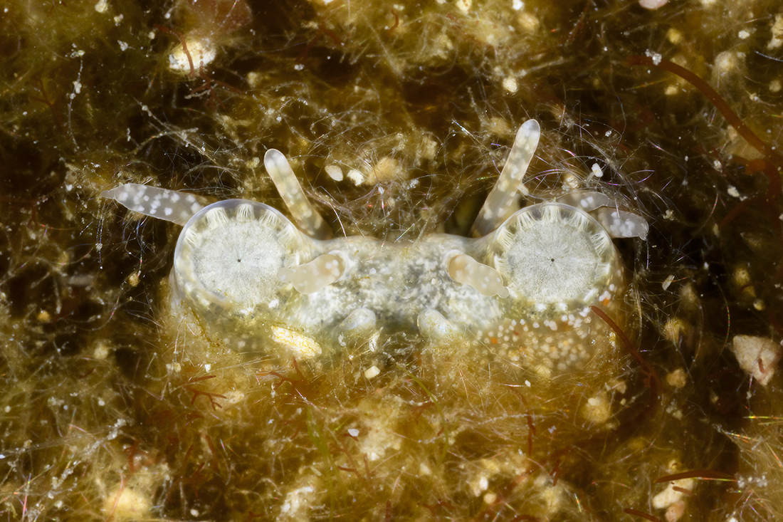 While I like doing my own thing most of the time, sometimes it pays to follow the dive guides. If I hadn't, I would have missed capturing this strange looking segmented worm with large saucer shaped eyes peering up from the bottom rubble. 