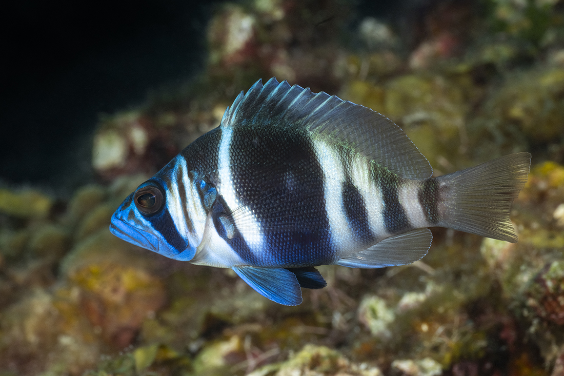 Hydrid Hamlet likely a mix between a Barred Hamlet (Hypoplectrus puella) and a Indigo Hamlets (Hypoplectrus indigo).