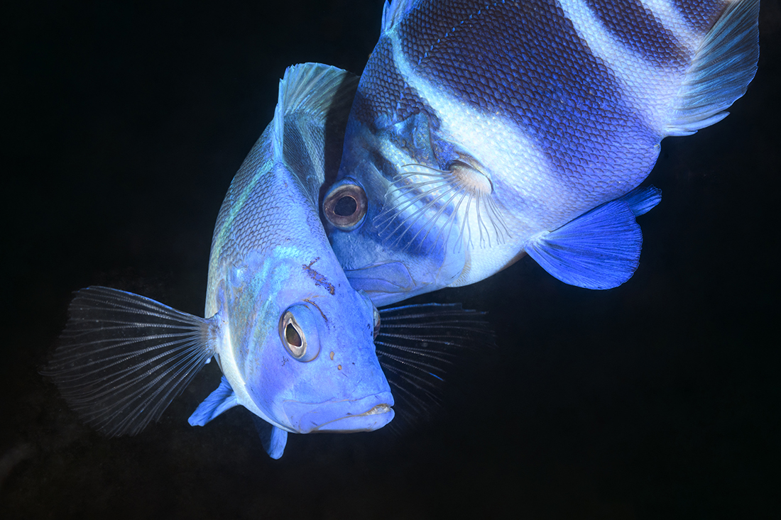 Two Indigo Hamlets (Hypoplectrus indigo) in the midst of their courtship dance when they spawn.
