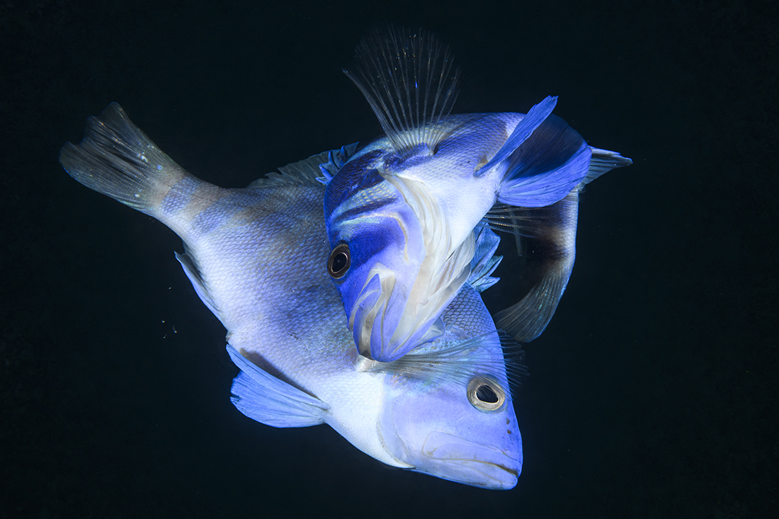 Two Indigo Hamlets (Hypoplectrus indigo) in the midst of their courtship dance when they spawn.