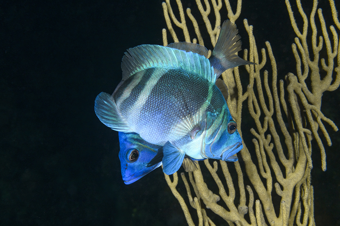 Two Indigo Hamlets (Hypoplectrus indigo) in the midst of their courtship dance when they spawn.