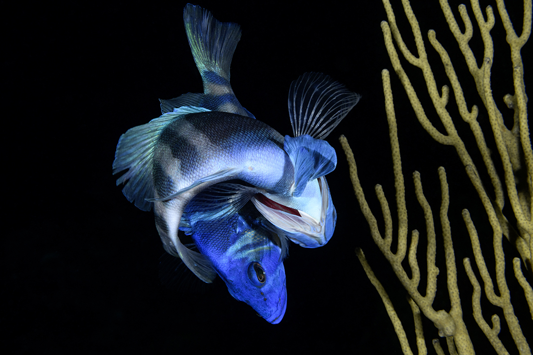 Two Indigo Hamlets (Hypoplectrus indigo) in the midst of their courtship dance when they spawn.