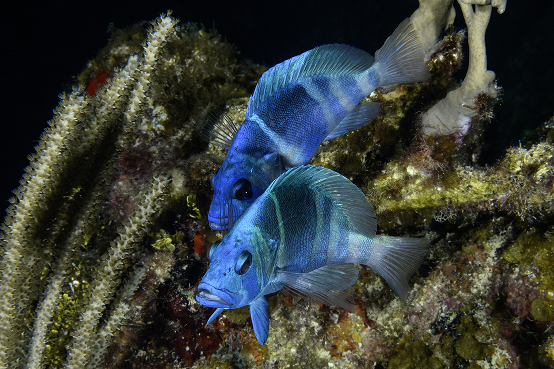 Two Indigo Hamlets (Hypoplectrus indigo) in the midst of their courtship dance when they spawn.