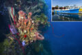 Roatan’s Coco View Resort: As Close as it Gets to Diving Your Way