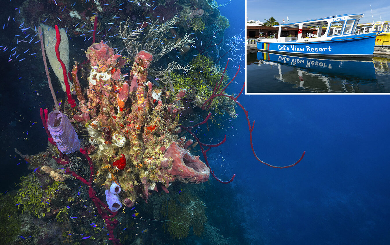 Roatan’s Coco View Resort: As Close as it Gets to Diving Your Way