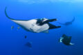 Giant oceanic manta rays (Mobula birostris).