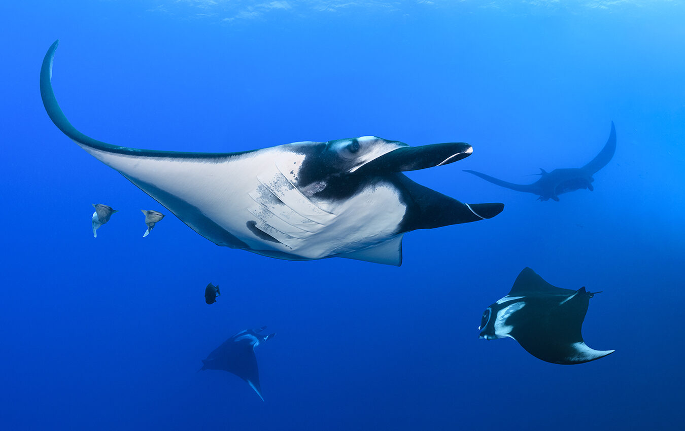 Giant oceanic manta rays (Mobula birostris).