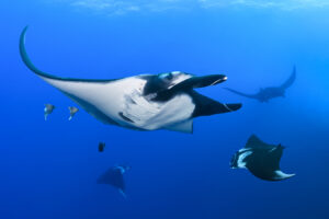 Giant oceanic manta rays (Mobula birostris).