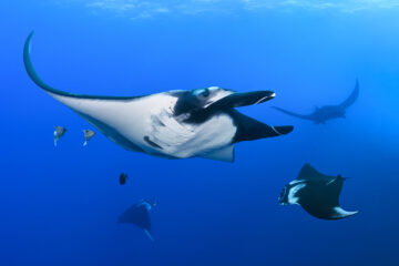 Giant oceanic manta rays (Mobula birostris).