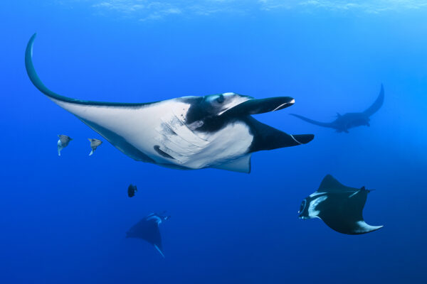 Giant oceanic manta rays (Mobula birostris).