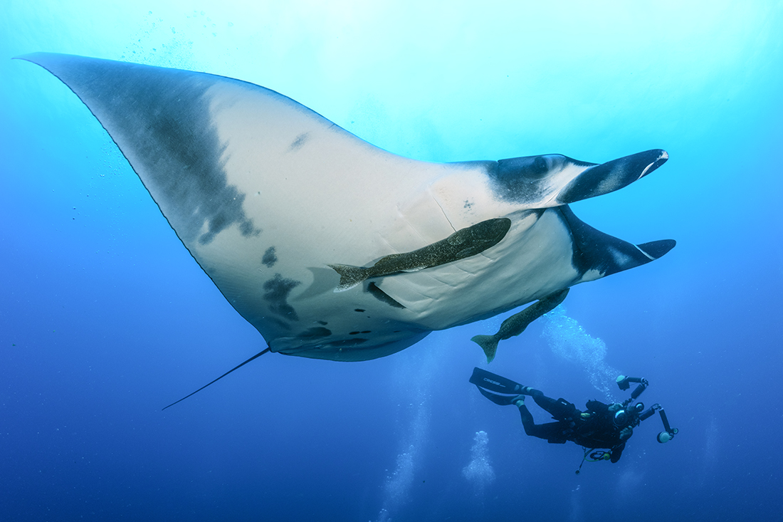 Photographer easily gets up close to a free swimming giant oceanic manta ray (Mobula birostris).