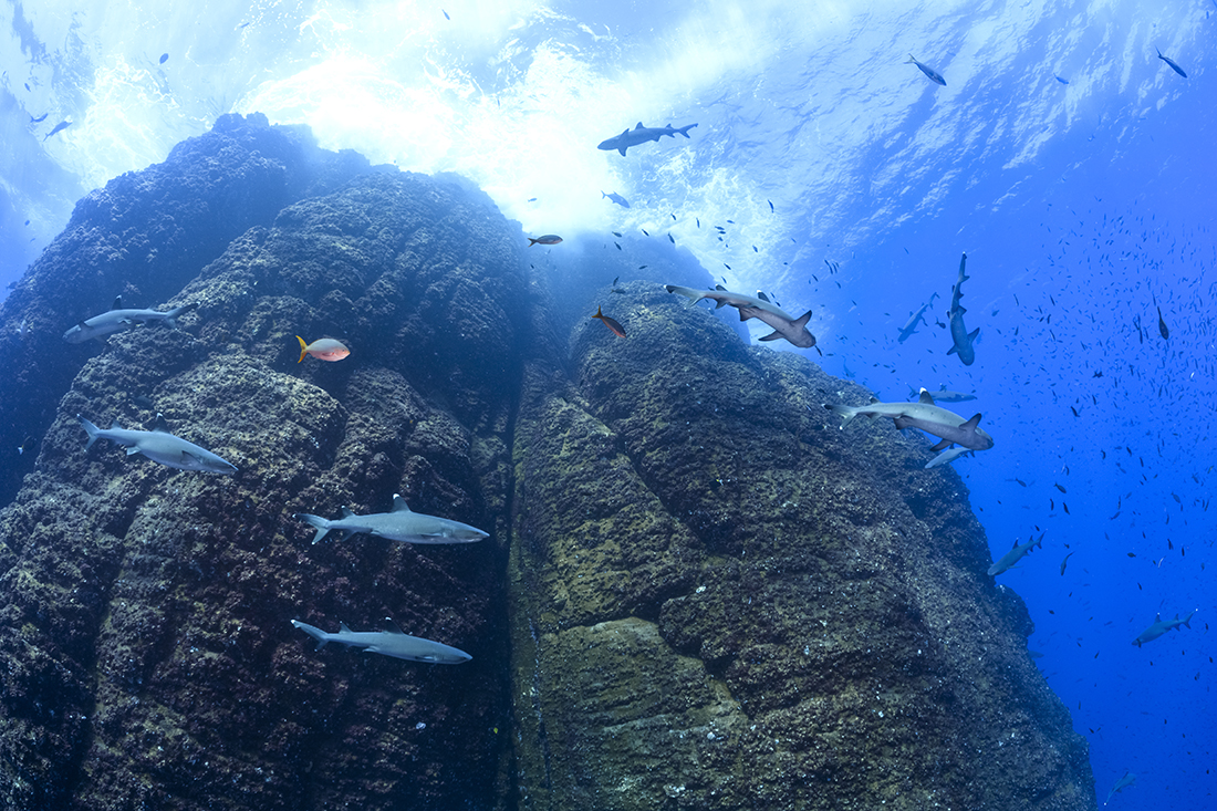 Among Roca Partida’s resident shark species are the whitetip reef sharks. They are nocturnal hunters, spending much of their day sleeping inside large indentations in the side vertical rock face. Seeing these small 3 to 5-foot sharks stacked up in a "puppy pile", with one laying on top of another as they jostle for space, creates an entertaining picture.