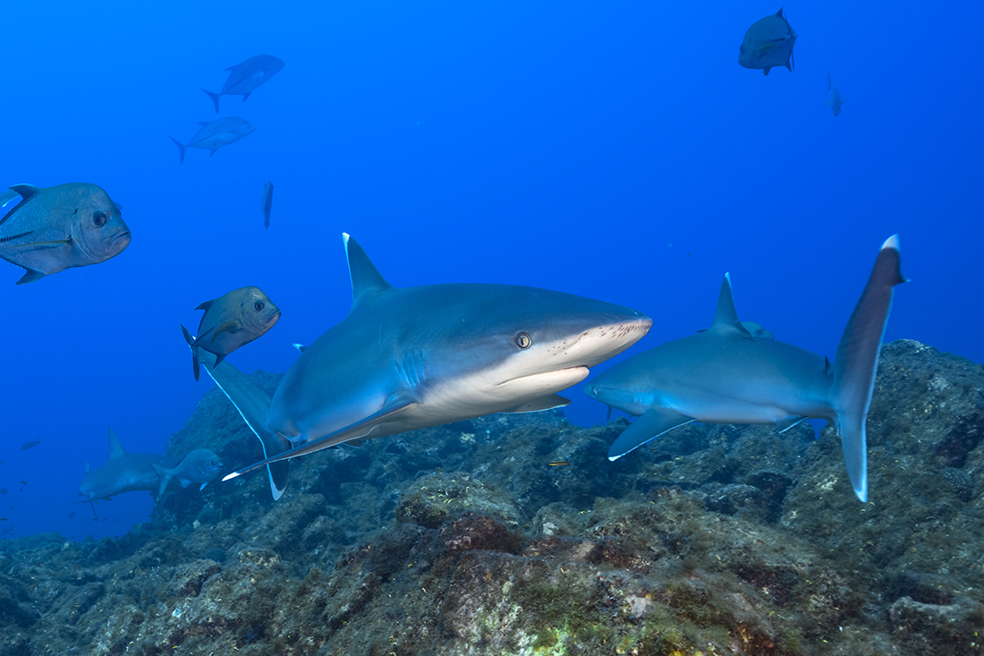 Silvertip Sharks (Carcharhinus albimarginatus) is a large member of the requiem shark family Carcharhinidae. Global distribution of this species is fragmented throughout the tropical Indian and Pacific Oceans where it tends to remote offshore islands.