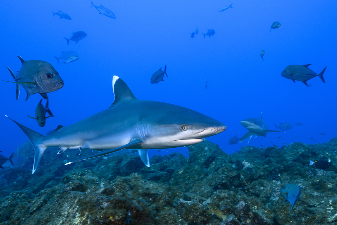 Silvertip Sharks (Carcharhinus albimarginatus) is a large member of the requiem shark family Carcharhinidae. Global distribution of this species is fragmented throughout the tropical Indian and Pacific Oceans where it tends to remote offshore islands.