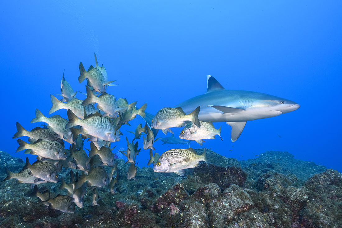 Silvertip Sharks (Carcharhinus albimarginatus) is a large member of the requiem shark family Carcharhinidae. Global distribution of this species is fragmented throughout the tropical Indian and Pacific Oceans where it tends to remote offshore islands.