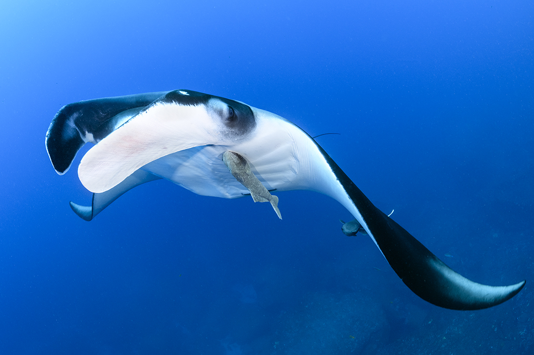 Giant oceanic manta ray (Mobula birostris).