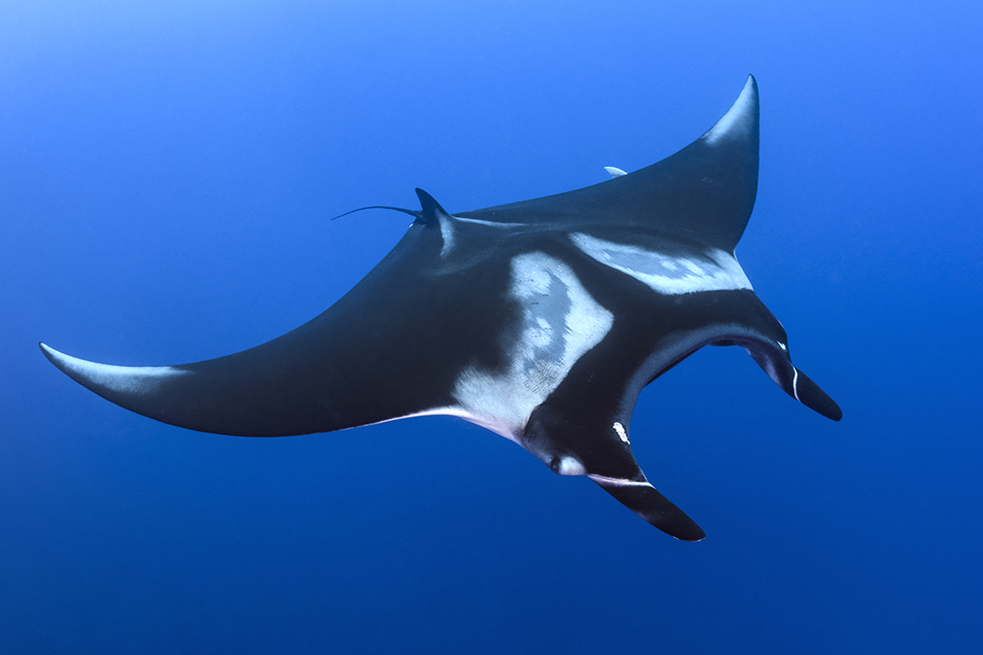 Giant oceanic mantas (Mobula birostris) with the classic chevron coloration across its shoulders. Underneath, its belly region will be predominately white and light grey with a few black spots.