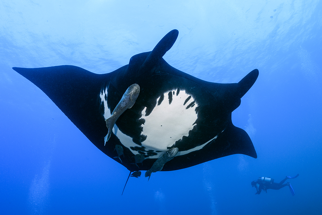 This giant oceanic manta (Mobula birostris) features the rare genetic trait called melanistic. While their belly region might include some degree bright white markings, the entirety of the manta will be jet black in coloration.