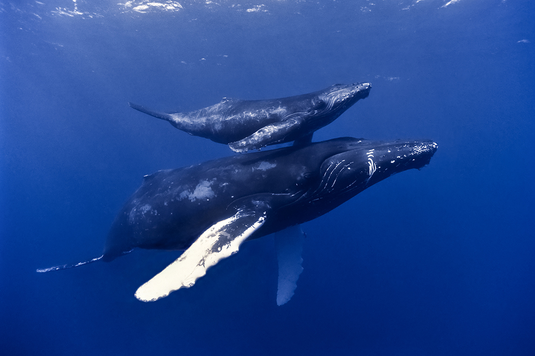 Pacific humpback mother with her 3 month old calf.