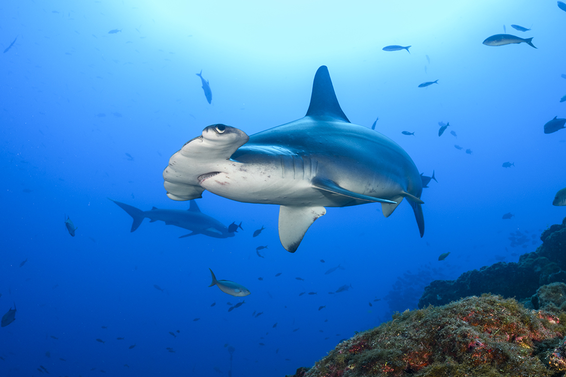 A large scalloped hammerhead brakes off from the school to investagate at Socorro Island's dive site Cabo Pearce.