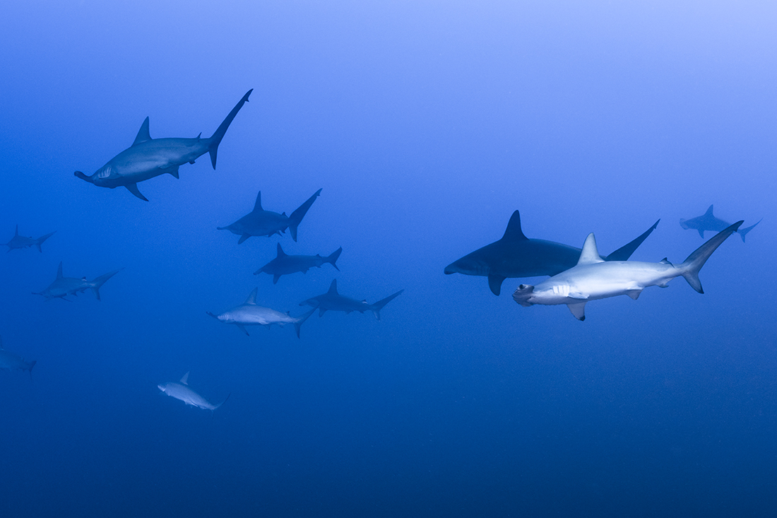 Schooling scalloped hammerheads at Socorro Island's dive site Cabo Pearce.