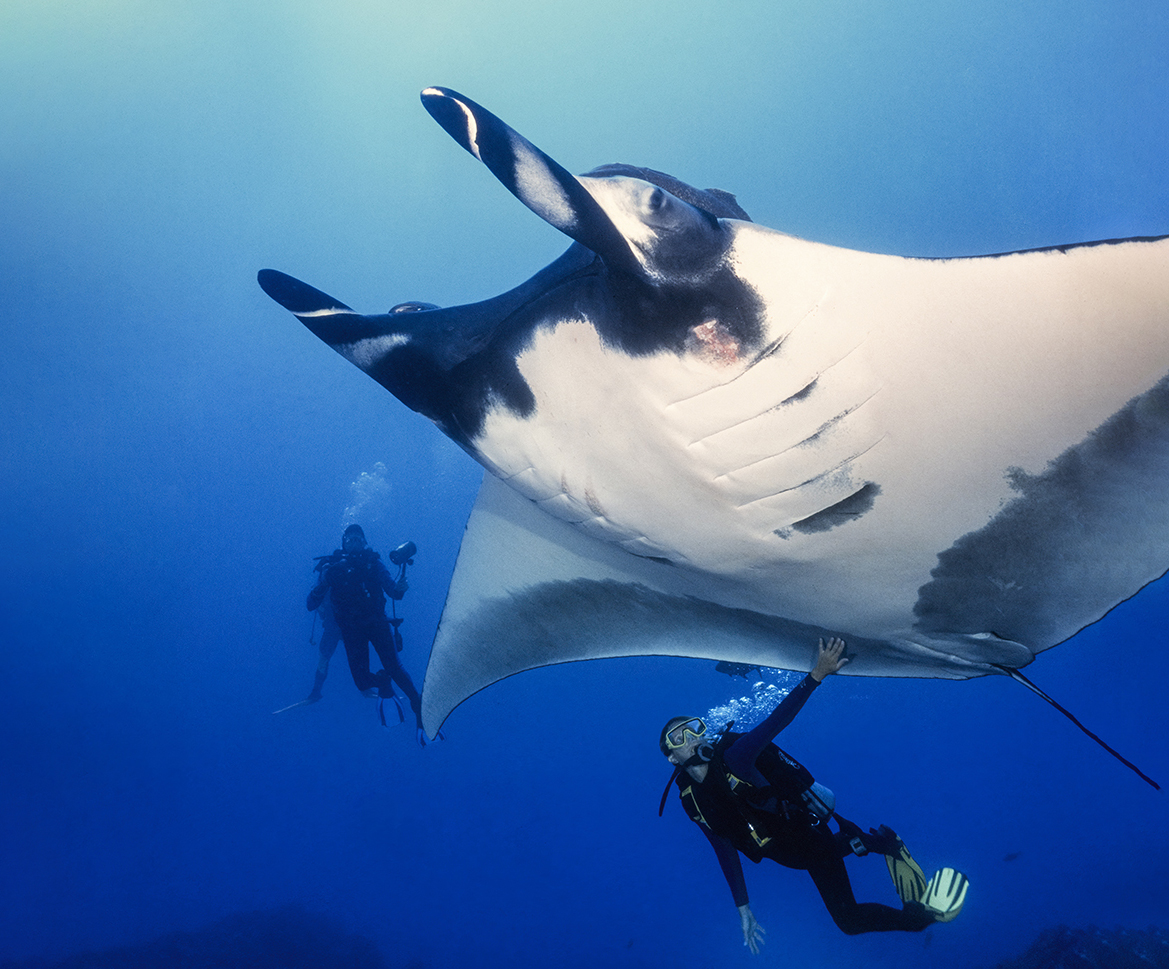 How manta ray encounters were allowed in the Isla Revillagigedo’s during the 1990's.