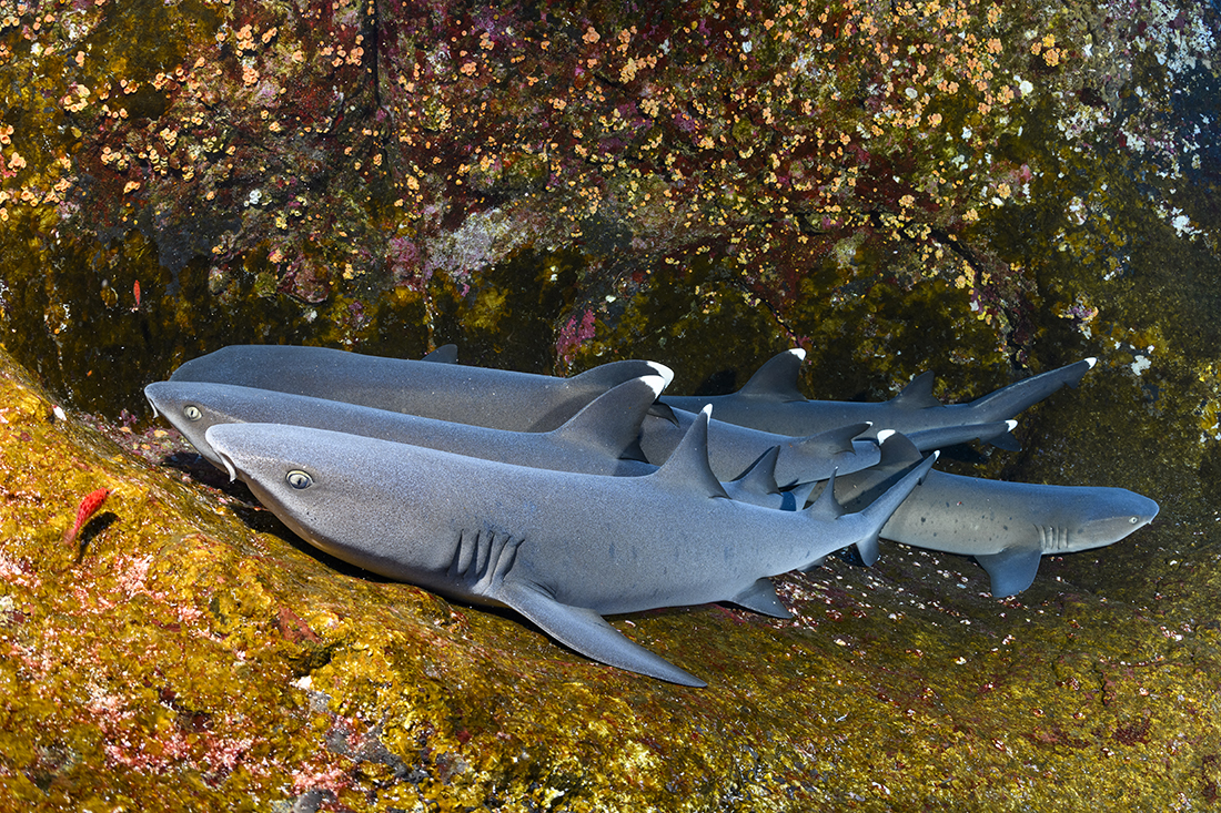 Among Roca Partida’s resident shark species are the whitetip reef sharks. They are nocturnal hunters, spending much of their day sleeping inside large indentations in the side vertical rock face. Seeing these small 3 to 5-foot sharks stacked up in a "puppy pile", with one laying on top of another as they jostle for space, creates an entertaining picture.
