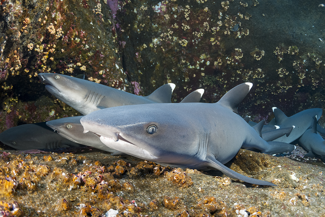 Among Roca Partida’s resident shark species are the whitetip reef sharks. They are nocturnal hunters, spending much of their day sleeping inside large indentations in the side vertical rock face. Seeing these small 3 to 5-foot sharks stacked up in a "puppy pile", with one laying on top of another as they jostle for space, creates an entertaining picture.