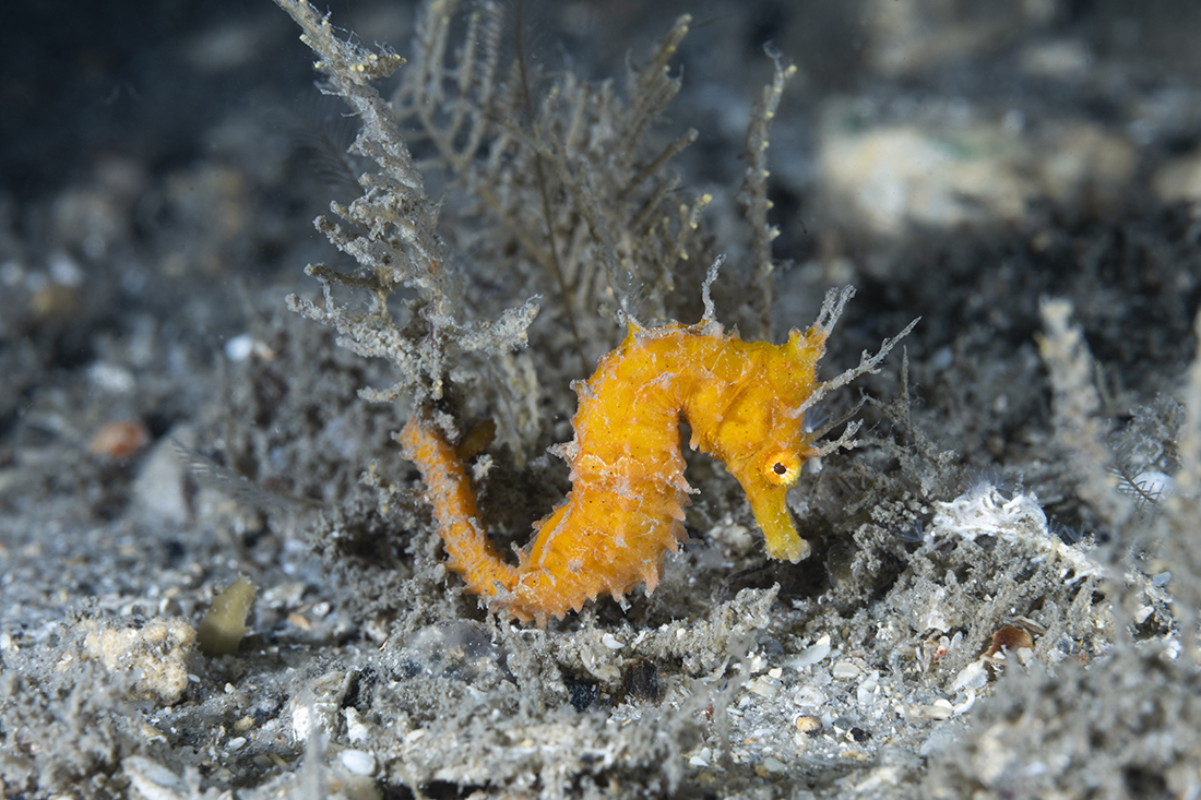 This portrait of a small orange seahorse less than 2 inches/50mm long was taken with the MFO-3 in front with no more than 20mm of space between the subject and the front of the MFO-3’s optics.