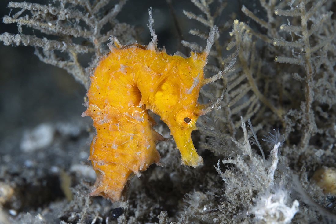 This portrait shot of a small orange seahorse less than 2 inches/50mm long taken with just the Nikkor Z MC 105mm f/2.8 VR S lens with not cropping in post.