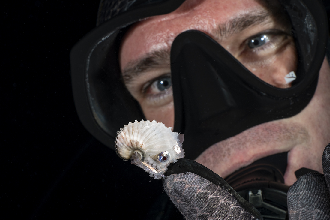 Small female paper nautilus (Argonauta argo) hanging on to the tip of a diver’s finger during a blackwater dive off West Palm Beach, Florida.
Image captured with a Nauticam MFO-3 mounted in front of a Nikkor Z MC 105mm f/2.8 VR S lens. Photo Info: Camera settings at 1/160s, aperture f/29, ISO 400, lighting provided by two Retra Maxi strobes (no diffusers) set on manual at + 1.