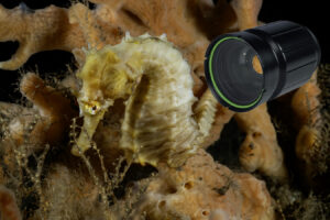 Seahorse photo taken with a Nikon Z8 with the Nikkor Z MC 105mm f/2.8 VR S with Marelux MacroView 60 (MV-60) Wet Lens mounted to the front the housing’s macro port.