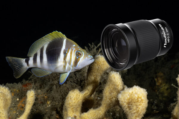 Review on Nauticam's MFO-3