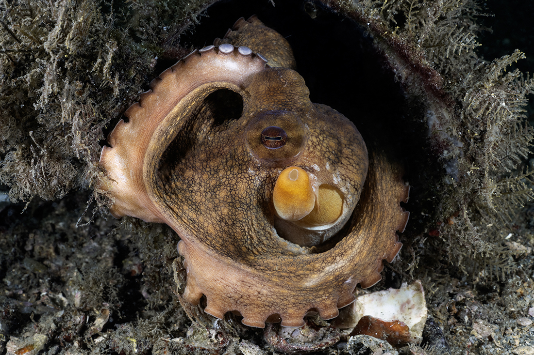 With a mantle the size of a fist, my Nikkor Z MC 105mm f/2.8 VR S lens could have handled getting a portrait shot of this common octopus with a tennis ball size mantel at the entrance of its lair — but with the MFO-3 snapped down front, the entire process was so much easier and cleaner.