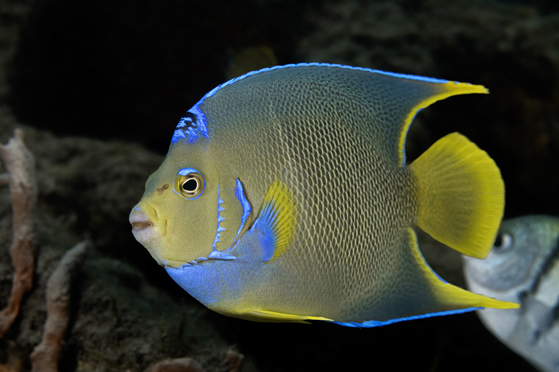 If it weren't for the MFO-3, I would have missed the opportunity to get a clean, sharp, whole-body image of this bermudensis/ciliaris hybrid Townsend angelfish less than an arm's length away. Image captured with a Nauticam MFO-3 mounted in front of a Nikkor Z MC 105mm f/2.8 VR S lens. Photo Info: Camera settings at 1/200s, aperture f/16, ISO 400, lighting provided by two Retra Maxi strobes (no diffusers) set on manual at half power.